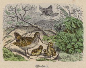 Woodcock (نقش ملون) بواسطة فريدريش سبيشت
