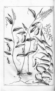 Cantharifera و Flagellaria indica من Herbarium amboinense ، بواسطة جنرال الكتريك رومفيوس