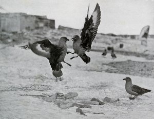 سكوا نورس يتقاتل على بعض دهن ، 1911 ، 1913