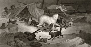 Bear Hunt ، محفورة من قبل JC McRea ، من &39;Arctic Explorations in the Years 1853 ، 54 ، 55&39; ، المجلد الأول ، من قبل الدكتورة إليشا كينت كين (1820-57) نشرت فيلادلفيا ، 1856 بواسطة جي وايت