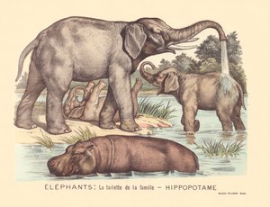 الصفحة 7: الفيلة: مرحاض عائلة فرس النهر