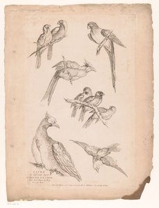 تسعة طيور صينية مختلفة الطيور الصينية (عنوان السلسلة) Livre des differentes éspeces d'oiseaux de la Chine (عنوان السلسلة على الكائن)