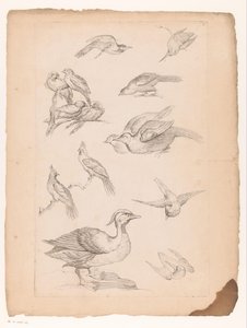 أربعة عشر طائرًا صينيًا ، بما في ذلك البط و kingfishers طيور صينية مختلفة (عنوان المسلسل) Livre des differentes éspeces d