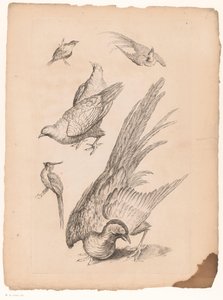 Zes الصينية vogels Verschillende Chinese vogels (عنوان المسلسل) كتاب الأنواع المختلفة من طيور الصين (عنوان السلسلة)