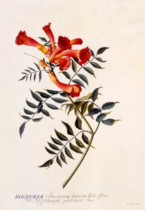 بينونيا أمريكانا ، ج. 1743 نقش ملون باليد. بواسطة "جورج ديونيسيوس إيريت