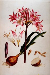 لوحة نباتية من "Plantae Selectae" (1750-1773) (جمعها أيضًا كريستوف جاكوب ترو) بواسطة جورج ديونيسيوس إهريت