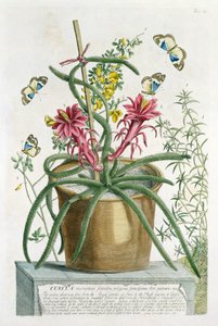 Cereus Minimus ، c.1745 (ليثو ملون) بواسطة جورج ديونيسيوس إهريت