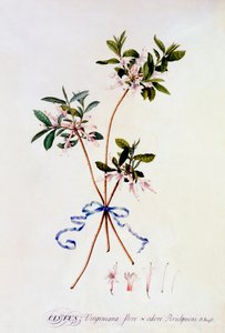 Cistus Virginiana ، ج. 1743 نقش ملون باليد. بواسطة "جورج ديونيسيوس إيريت