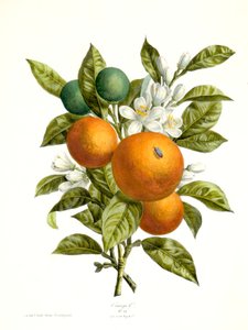 أورانتياكوس أورانج ، 1730-1770. بواسطة جورج ديونيسيوس إهريت
