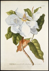 ماجنوليا ماكسيم فلور ، ج 1740-1770. بواسطة جورج ديونيسيوس إهريت