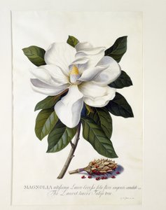 ماغنوليا غرانديفلورا ، c.1743 (نقش يدوي)