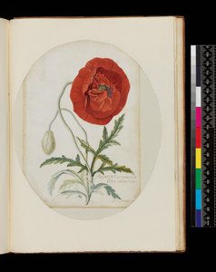 الخشخاش (Papaver erraticum) ، 1772 (قلم رصاص ، مرحاض و لون الجسم على الرق) بواسطة جورج ديونيسيوس إهريت