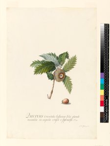 Quercus Orientalis ، 1742 (مرحاض ولون بودي على الرق)