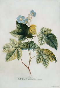 روبوس 1744