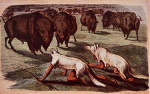 يزحف هنود سهول أمريكا الشمالية على الجاموس الراعي أثناء ارتداء جلود الذئب ، حوالي عام 1840 (لون ليثو) بواسطة جورج (بعد) كاتلين