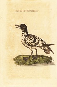 طائر النوء بواسطة جورج (بعد) إدواردز