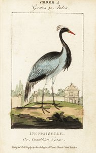 Demoiselle or Numidian crane ، Grus virgo بواسطة جورج (بعد) إدواردز