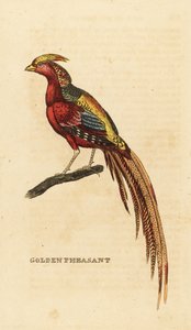 الدراج الذهبي ، Chrysolophus pictus بواسطة جورج (بعد) إدواردز
