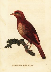 Guianan red cotinga، Phoenicircus الجزار بواسطة جورج (بعد) إدواردز
