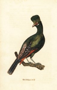 غينيا Turaco أو Turaco الأخضر ، Tauraco persa بواسطة جورج (بعد) إدواردز