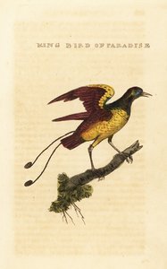 ملك طائر الجنة ، Cicinnurus regius بواسطة جورج (بعد) إدواردز