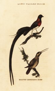 جنة طويلة الذيل Whydah ، Vidua paradisaea و طائر طنان روفوس ، Selasphorus rufus بواسطة جورج (بعد) إدواردز