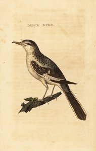 الطائر المحاكي الشمالي ، Mimus polyglottos بواسطة جورج (بعد) إدواردز