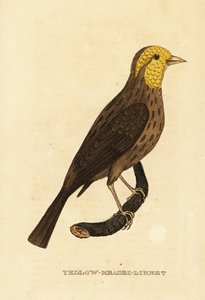 grosbeak الأصفر ، Pheucticus chrysopeplus بواسطة جورج (بعد) إدواردز
