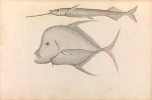  بواسطة جورج أنسون