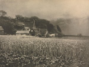 عمل الكاميرا: حقل البصل - 1890