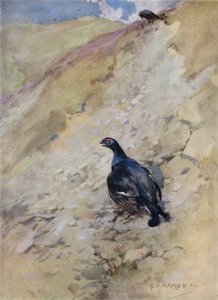 رسم توضيحي لقصة أيل أحمر (لون ليثو) بواسطة جورج دينهولم ارمور