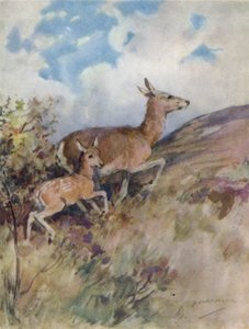 رسم توضيحي لقصة أيل أحمر (لون ليثو) بواسطة جورج دينهولم ارمور