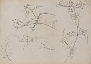 الرسم النباتي