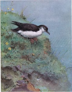 مانكس شيرواتر المانكس (ليثو)