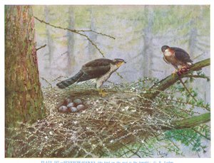 الصقر العصفور، رسم توضيحي من كتاب "الطيور البريطانية" لكيركمان وجوردان