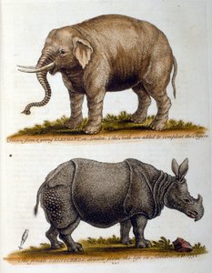رسم توضيحي منقوش لجورج إدواردز، من كتاب الطيور النادرة لجورج إدواردز 1750. كان جورج إدواردز (1694-1773) عالم طبيعة وعالم طيور بريطاني. سافر على نطاق واسع عبر أوروبا لدراسة التاريخ الطبيعي والطيور على وجه الخصوص. وقد اكتسب