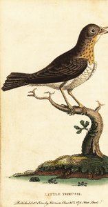 Little Thush ، Turdus Minor. ، 1800 (نقش) بواسطة جورج إدواردز