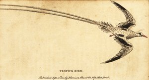 tropicbird ذو المنقار الأحمر ، Phaethon aethereus. ، 1800 (نقش) بواسطة جورج إدواردز