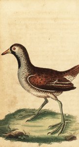 سورا ، بورزانا كارولينا. ، 1800 (نقش) بواسطة جورج إدواردز