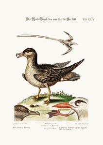 من المفترض أن يكون Arctick Bird الدجاجة. The Tropick Bird ، 1749-73