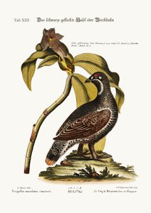 The Black and Spotted Heathcock ، 1749-1773 بواسطة جورج إدواردز