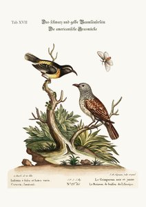 الزاحف الأسود والأصفر. The American Hedge-Sparrow ، 1749-73