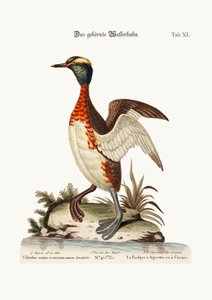 Dobchick الأذنين أو المقرن ، 1749-1773