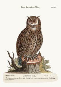البومة ذات القرون العظيمة من أثينا ، 1749-1773 بواسطة جورج إدواردز