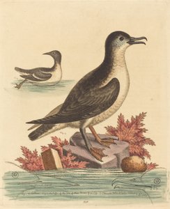 Guillemot و Puffin of the Isle of Man بواسطة جورج إدواردز