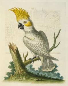الببغاء الأبيض الصغير مع شعار أصفر. - Le Petit Cacatua Blanc a Crete Jaune بواسطة جورج إدواردز