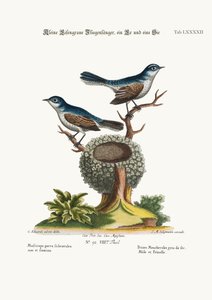 The Flycayers Flycatchers ، Cock and Hen ، 1749-73