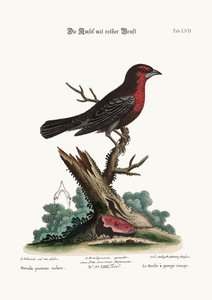 الطيور السوداء ذات الصدر الأحمر ، 1749-1773