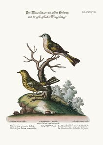 صائد الذباب الأصفر الذيل ، وصائد الذباب الأصفر المرقط ، 1749-1773