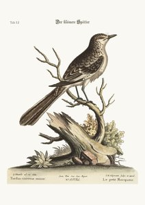 أقل طائر موك ، 1749-1773